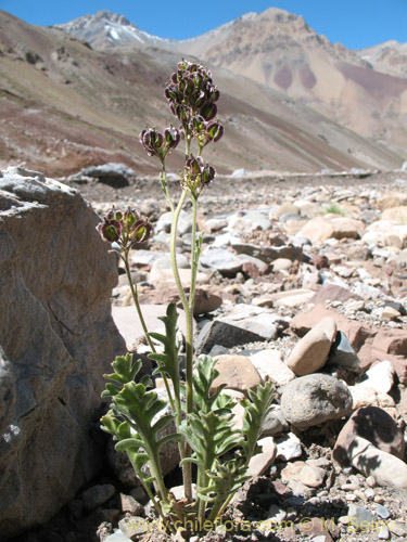 Image of Menonvillea sp. #1463 (). Click to enlarge parts of image.