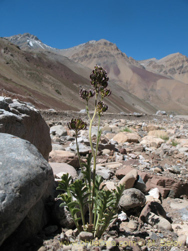 Image of Menonvillea sp. #1463 (). Click to enlarge parts of image.