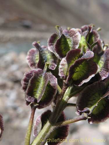 Image of Menonvillea sp. #1463 (). Click to enlarge parts of image.