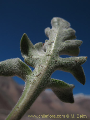 Image of Menonvillea sp. #1463 (). Click to enlarge parts of image.