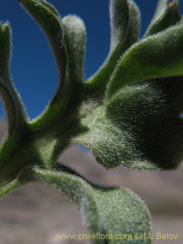 Imágen de Menonvillea sp. #1463 (). Haga un clic para aumentar parte de imágen.