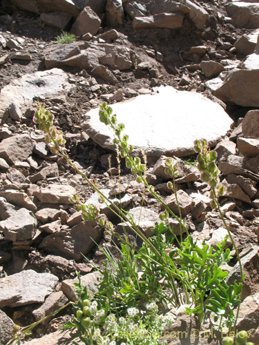 Imágen de Menonvillea sp. #1464 (). Haga un clic para aumentar parte de imágen.