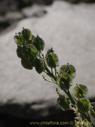 Menonvillea sp. #1464の写真