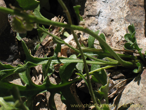 Menonvillea sp. #1464의 사진