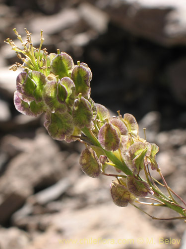 Image of Menonvillea sp. #1464 (). Click to enlarge parts of image.