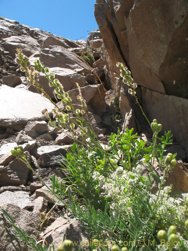 Bild von Menonvillea sp. #1464 (). Klicken Sie, um den Ausschnitt zu vergrössern.