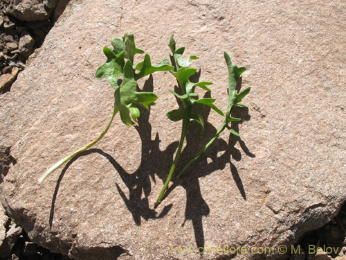 Image of Menonvillea sp. #1464 (). Click to enlarge parts of image.