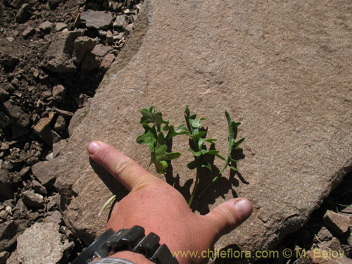 Image of Menonvillea sp. #1464 (). Click to enlarge parts of image.