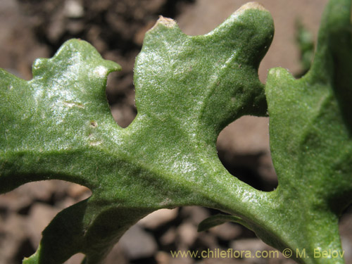 Image of Menonvillea sp. #1464 (). Click to enlarge parts of image.