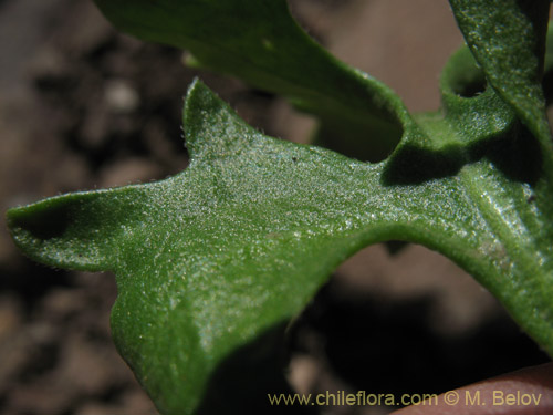 Image of Menonvillea sp. #1464 (). Click to enlarge parts of image.