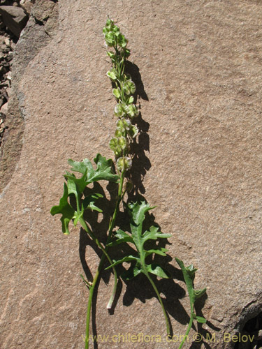 Image of Menonvillea sp. #1464 (). Click to enlarge parts of image.