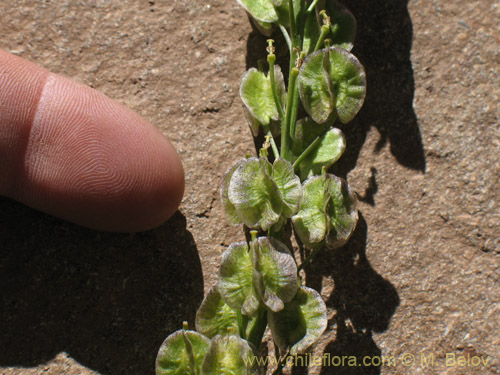 Image of Menonvillea sp. #1464 (). Click to enlarge parts of image.