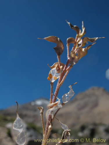 Image of Draba gilliesii (). Click to enlarge parts of image.