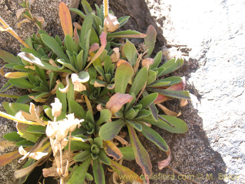 Image of Draba gilliesii (). Click to enlarge parts of image.