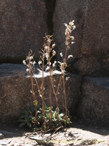 Image of Draba gilliesii (). Click to enlarge parts of image.