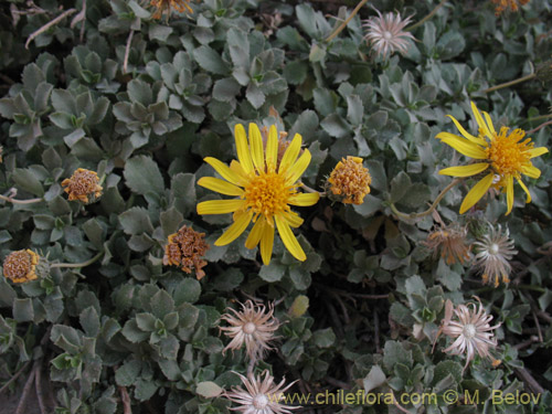 Image of Haplopappus sp. #1462 (). Click to enlarge parts of image.