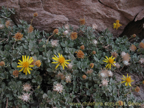 Image of Haplopappus sp. #1462 (). Click to enlarge parts of image.