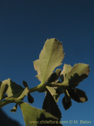 Bild von Haplopappus sp. #1462 (). Klicken Sie, um den Ausschnitt zu vergrössern.