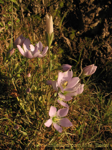 Фотография Gentianella ottonis (Genciana). Щелкните, чтобы увеличить вырез.