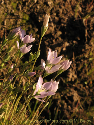 Фотография Gentianella ottonis (Genciana). Щелкните, чтобы увеличить вырез.