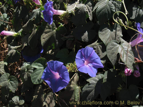 Image of Ipomoea purpurea (). Click to enlarge parts of image.
