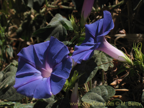 Bild von Ipomoea purpurea (). Klicken Sie, um den Ausschnitt zu vergrössern.