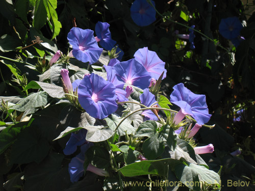 Ipomoea purpurea의 사진