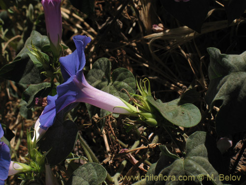 Фотография Ipomoea purpurea (). Щелкните, чтобы увеличить вырез.
