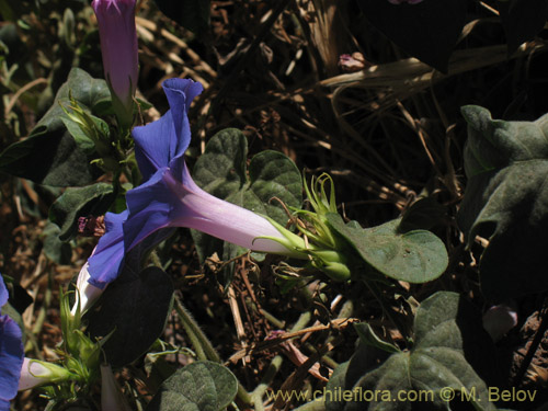 Imágen de Ipomoea purpurea (). Haga un clic para aumentar parte de imágen.