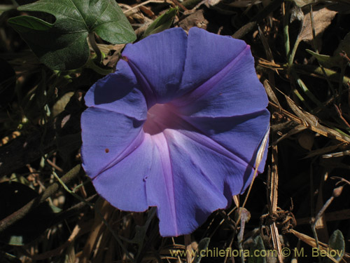 Ipomoea purpureaの写真