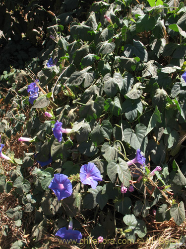 Bild von Ipomoea purpurea (). Klicken Sie, um den Ausschnitt zu vergrössern.