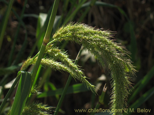 Imágen de Poaceae sp. #2177 (). Haga un clic para aumentar parte de imágen.