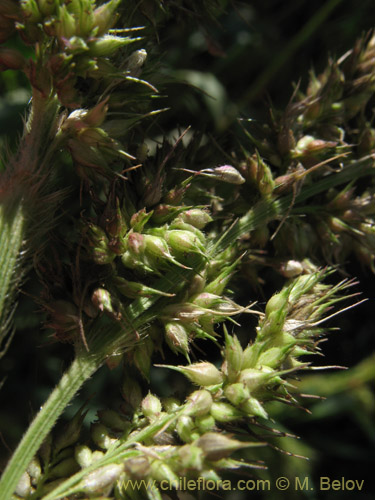 Image of Poaceae sp. #2177 (). Click to enlarge parts of image.