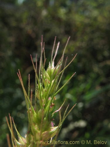 Poaceae sp. #2177の写真