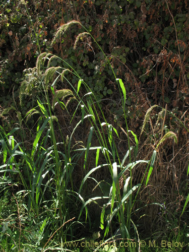 Imágen de Poaceae sp. #2177 (). Haga un clic para aumentar parte de imágen.