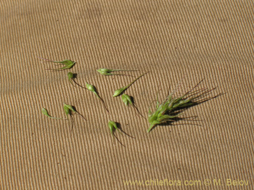 Image of Poaceae sp. #2177 (). Click to enlarge parts of image.