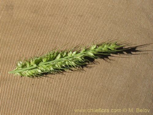 Poaceae sp. #2177의 사진