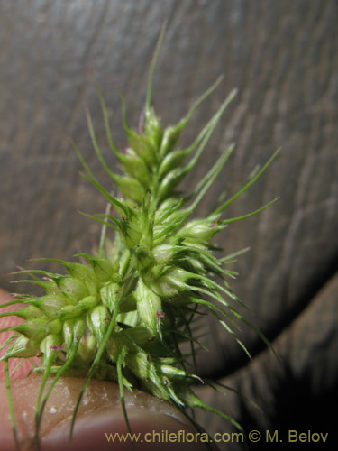 Image of Poaceae sp. #2177 (). Click to enlarge parts of image.