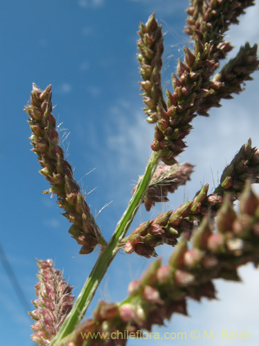 Poaceae sp. #2178의 사진