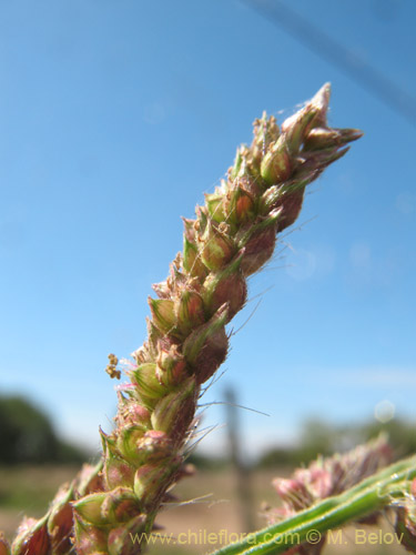 Imágen de Poaceae sp. #2178 (). Haga un clic para aumentar parte de imágen.