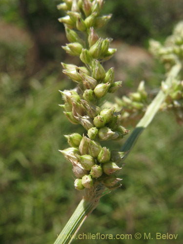 Poaceae sp. #2178的照片