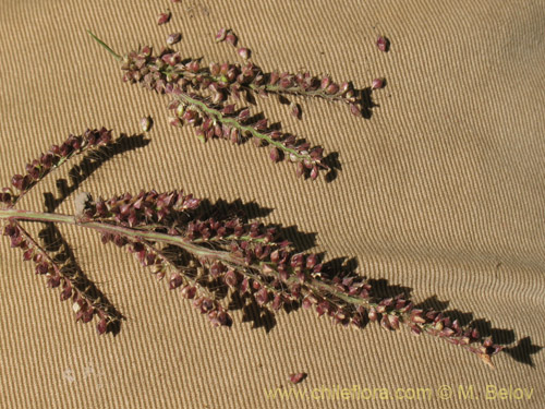 Imágen de Poaceae sp. #2178 (). Haga un clic para aumentar parte de imágen.