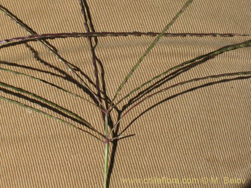 Poaceae sp. #1828的照片