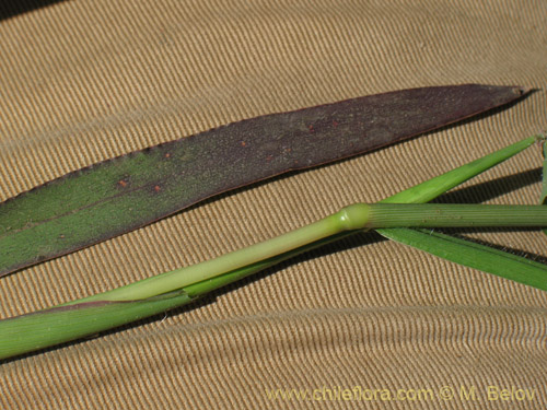Poaceae sp. #1828의 사진