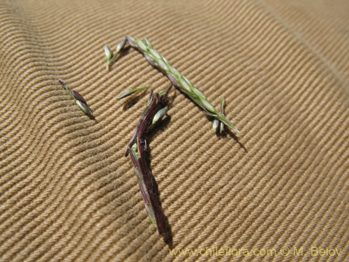 Фотография Poaceae sp. #1828 (). Щелкните, чтобы увеличить вырез.