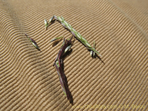 Bild von Poaceae sp. #1828 (). Klicken Sie, um den Ausschnitt zu vergrössern.