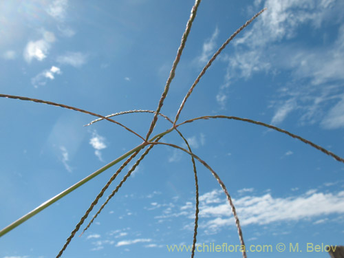 Bild von Poaceae sp. #1828 (). Klicken Sie, um den Ausschnitt zu vergrössern.