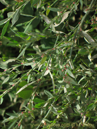 Bild von Polygonum bowenkampii (). Klicken Sie, um den Ausschnitt zu vergrössern.