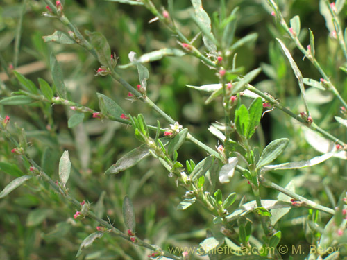 Bild von Polygonum bowenkampii (). Klicken Sie, um den Ausschnitt zu vergrössern.