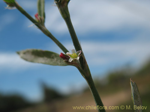 Polygonum bowenkampiiの写真